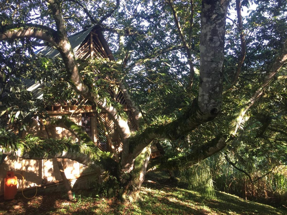 Glamping El Arbol En La Casa Villa San Antonio del Tequendama Buitenkant foto