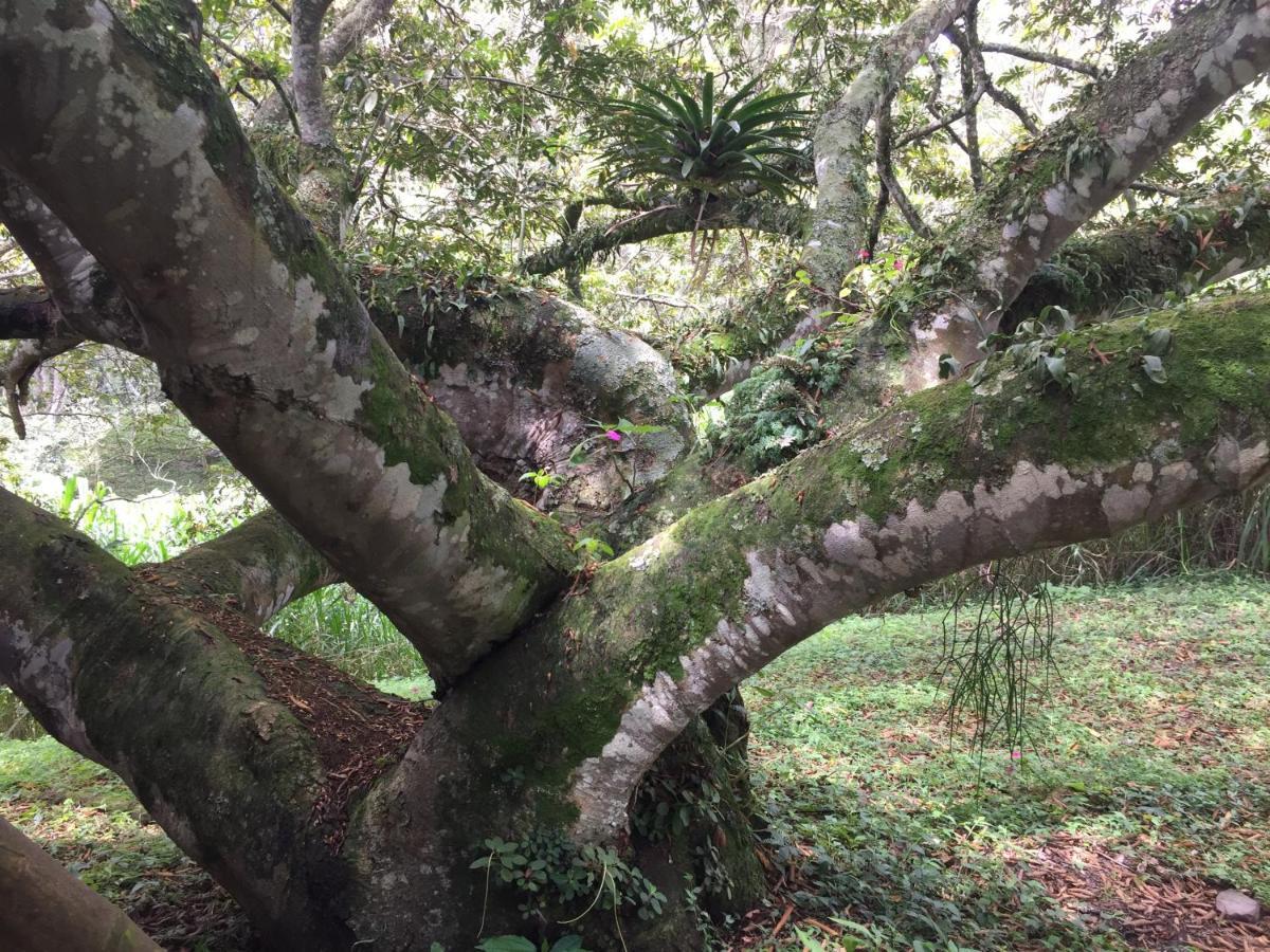 Glamping El Arbol En La Casa Villa San Antonio del Tequendama Buitenkant foto