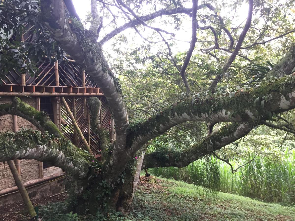 Glamping El Arbol En La Casa Villa San Antonio del Tequendama Buitenkant foto