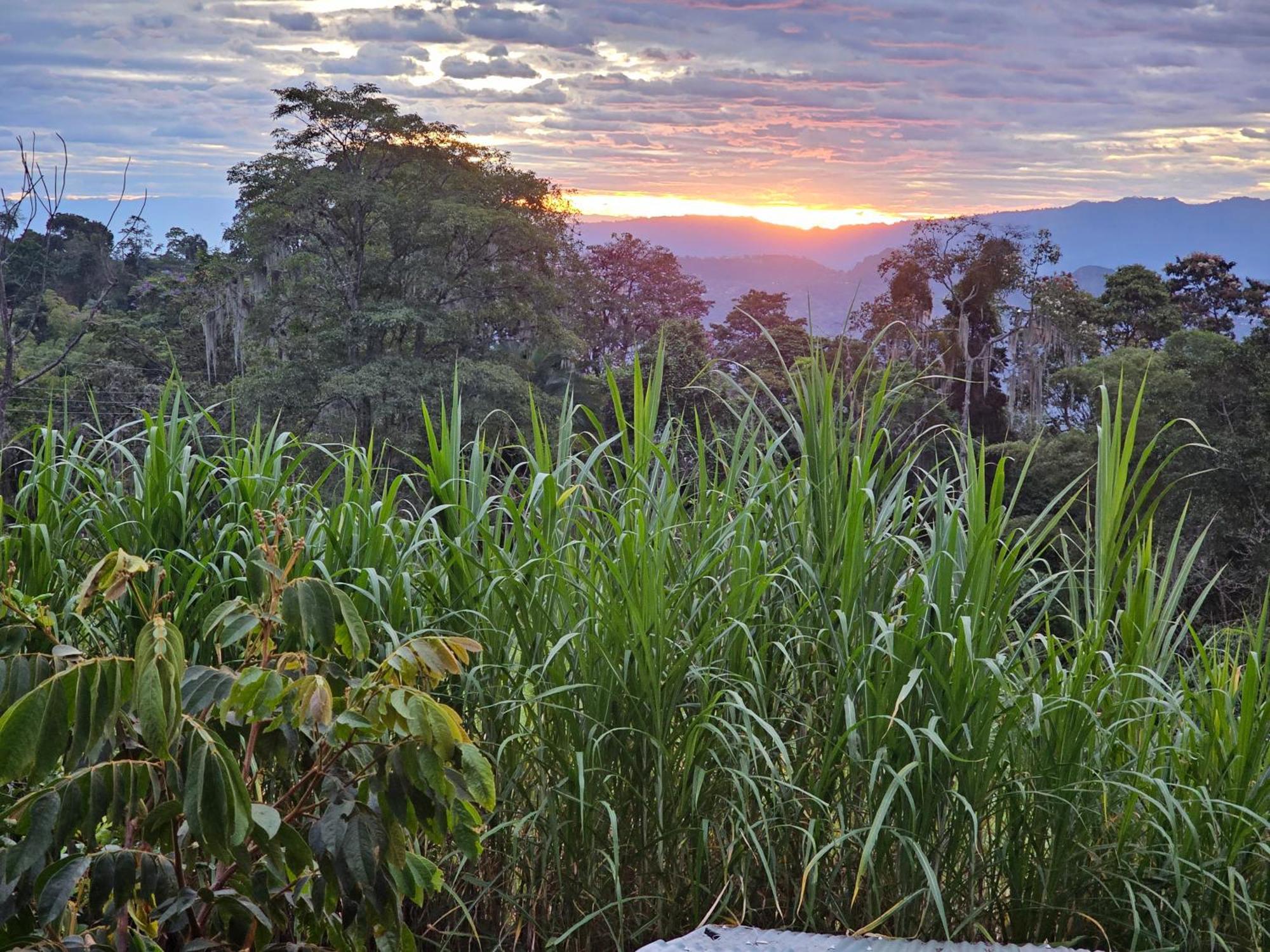 Glamping El Arbol En La Casa Villa San Antonio del Tequendama Buitenkant foto